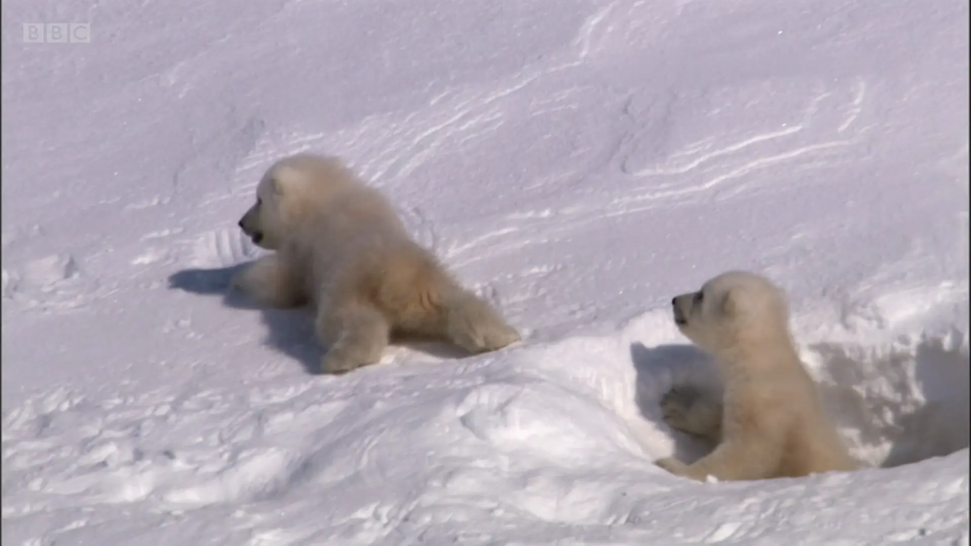 Polar bear (Ursus maritimus) as shown in Planet Earth - From Pole to Pole